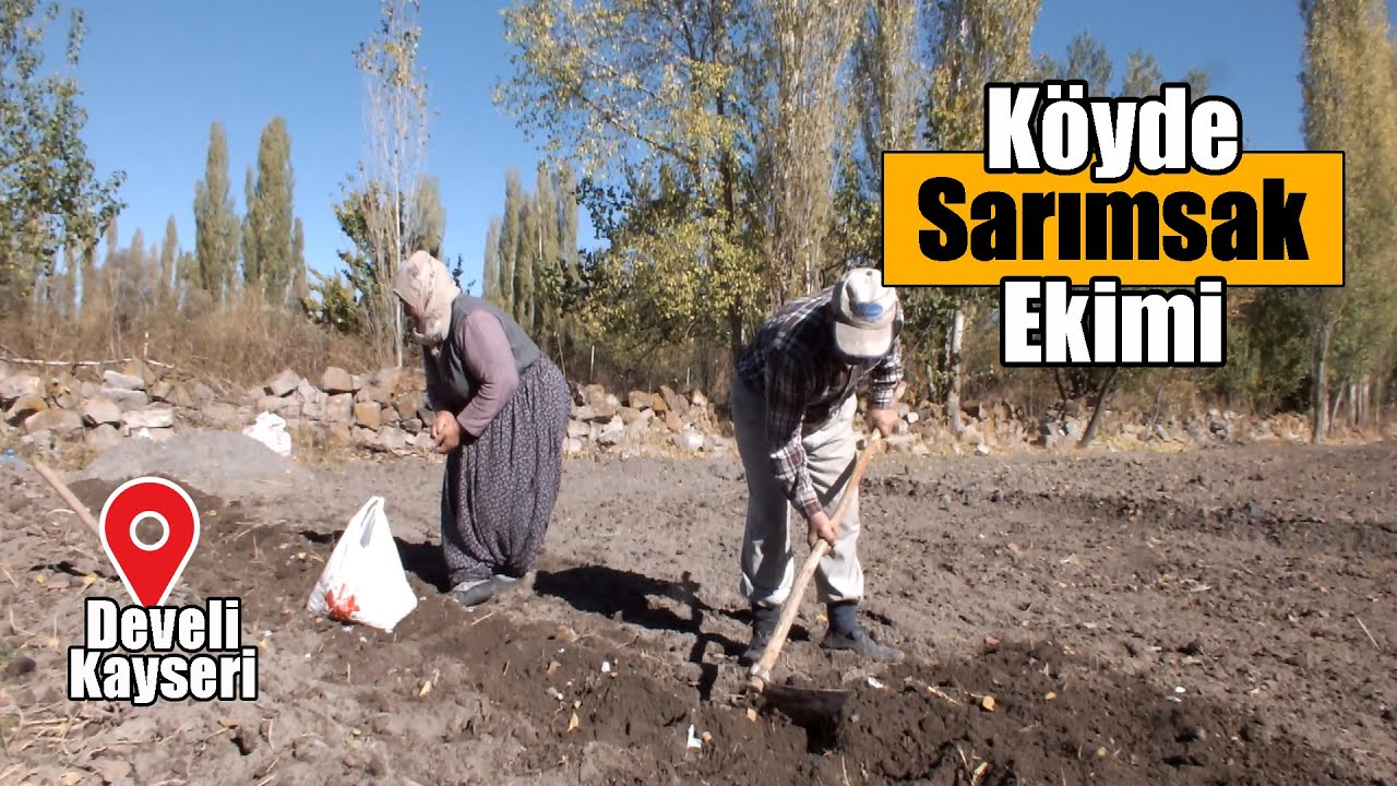Köyde Komşularımızla Sarımsak Ekimi