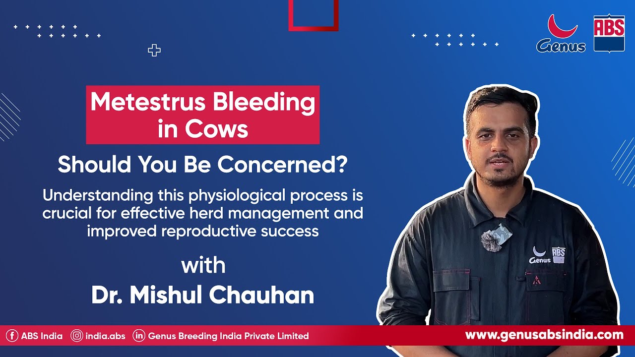 🔬 Metestrus Bleeding in Cows: Normal or Abnormal? | Dr. Mishul Chauhan | ABS India