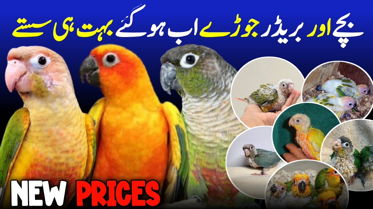 Canour birds price in pakistan | parrot chicks price update 2026 | suncannor price update | suncheek