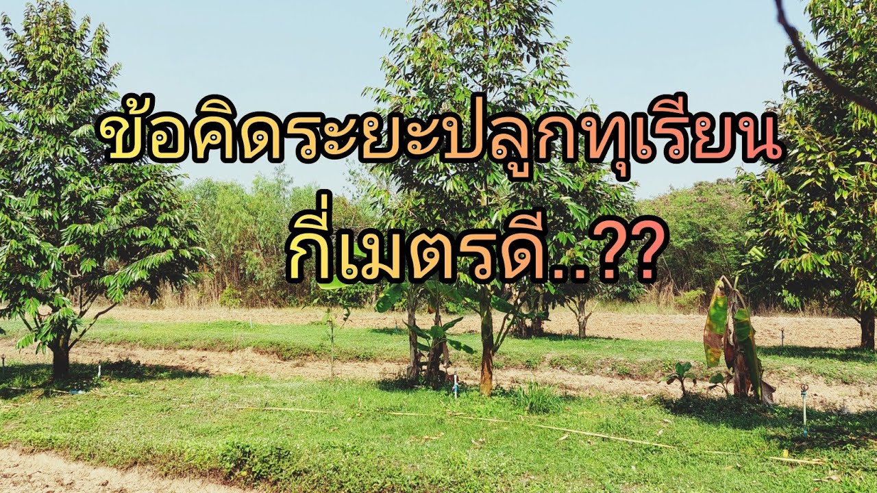 ข้อคิดระยะปลูกทุเรียน..กี่เมตรดี??