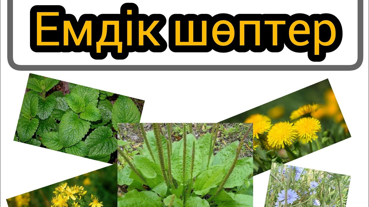ЕМДІК ШӨПТЕР ПАЙДАСЫ!