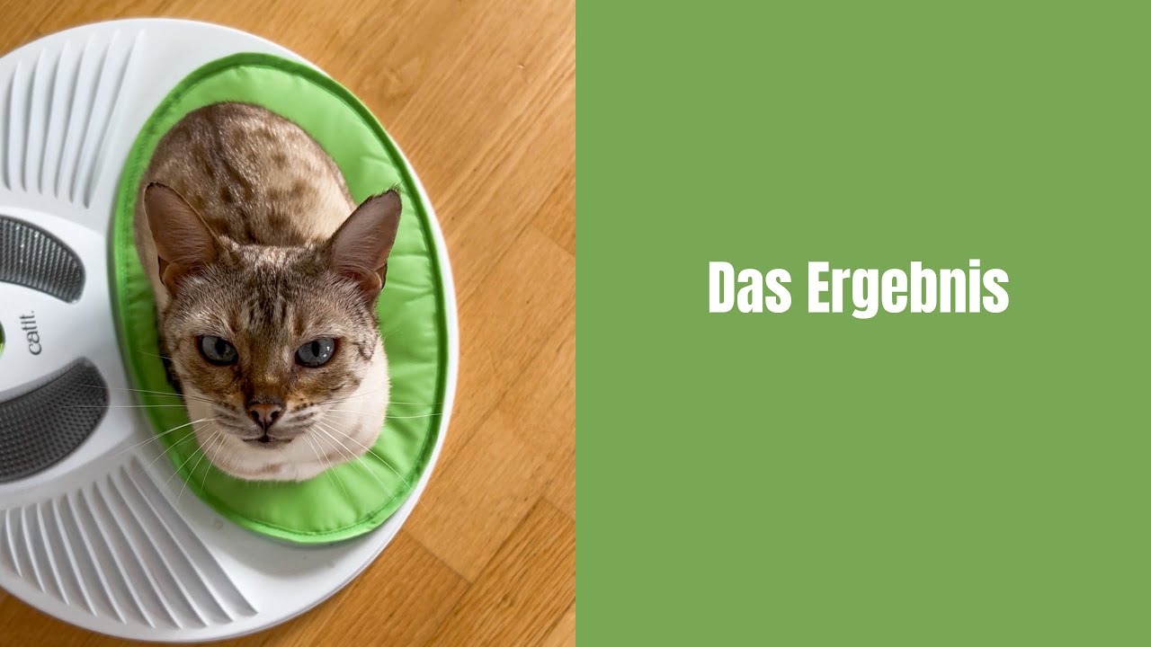 Das Ergebnis #katzenvideos #katze #katzenaufyoutube #bengalkatze #katzen #miau #katzenliebe 