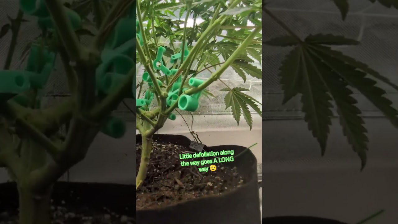 Defoliation In Early Flower #cannabiseducation #growyourown #indoorgarden #gambitgrowing #defoliate