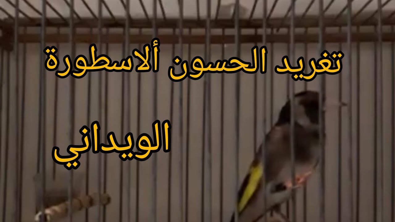 الحسون ألاسطورة الويداني المغربي للأخ Mehdi saber من الدار البيضاء الجزء الثاني