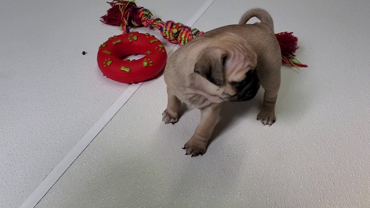Video of Proud Prince