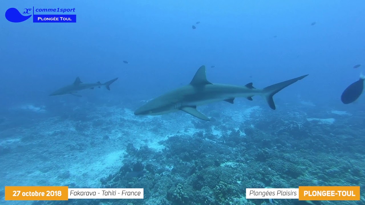 14 C1S PLONGEE TOUL 20181027 TAHITI PASS SUD 1