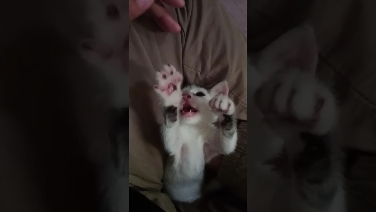manja,manja dan nyakar
