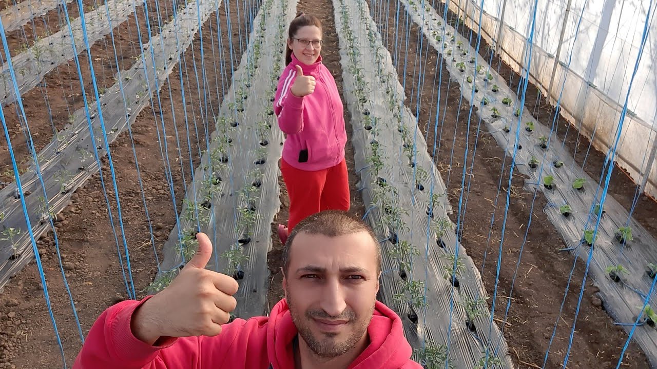 Sfaturi pentru #copilirea și stropirea #tomatelor