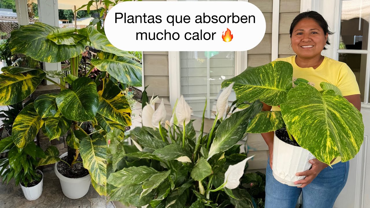 PLANTAS DE iNTERIOR QUE ABSORBEN EL CALOR 🔥 para un jardín muy fresco