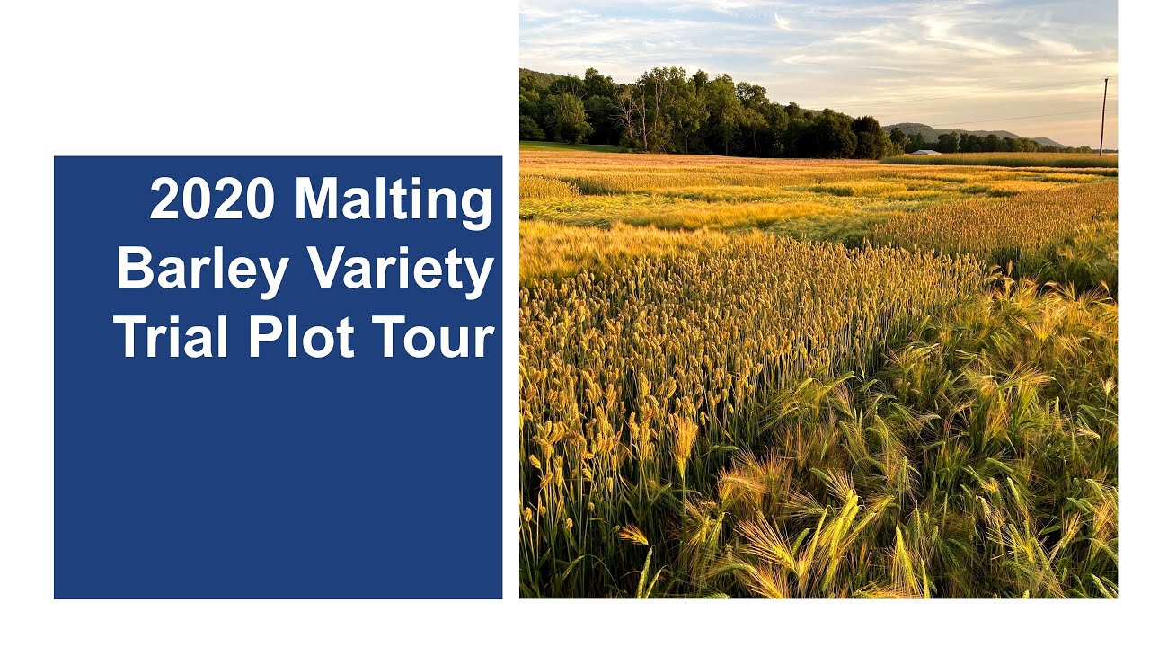2020 Malting Barley Variety Trial Plot Tour