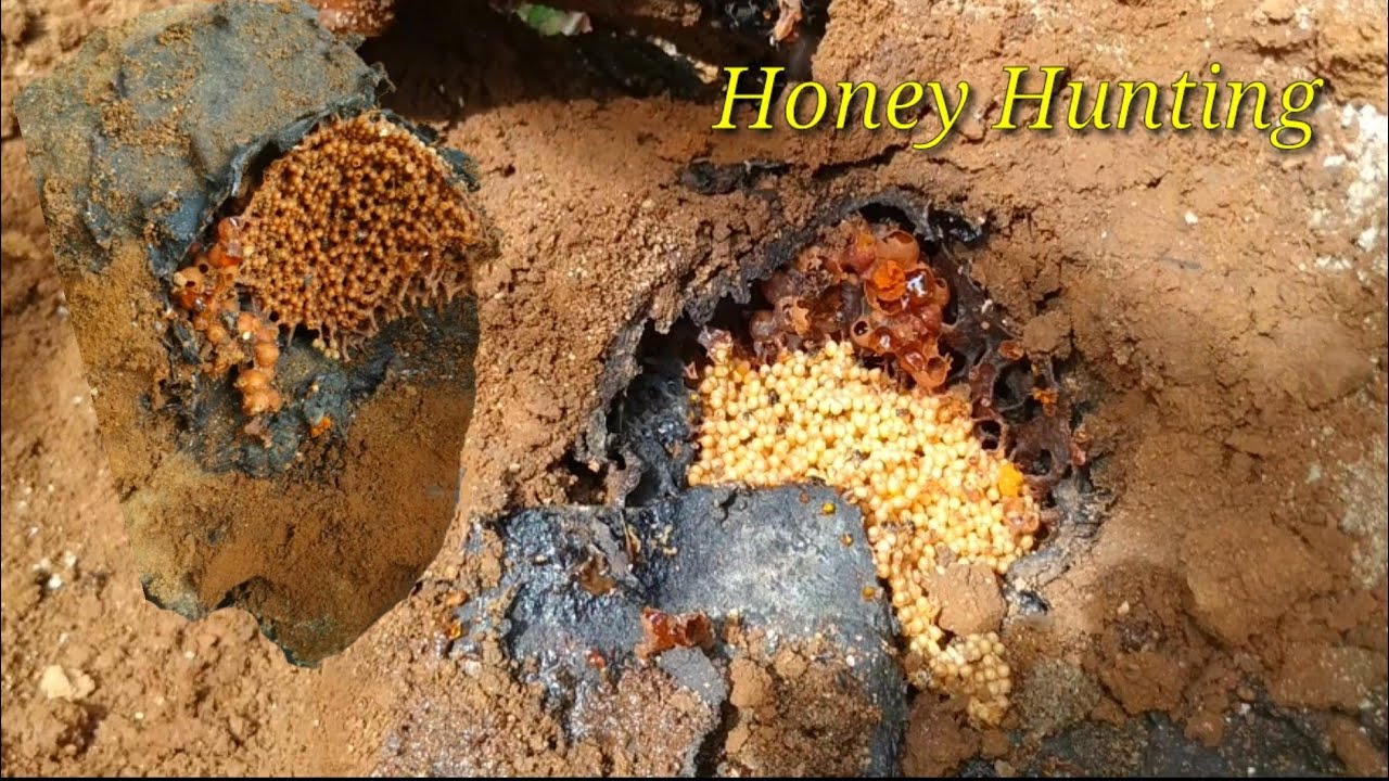 Cheruthen taking | kosuthen Hunting