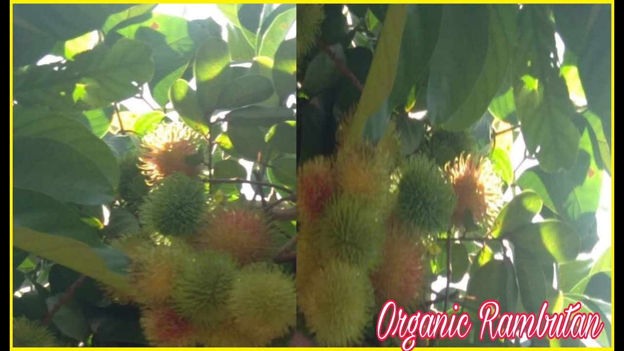 Organic Rambutan