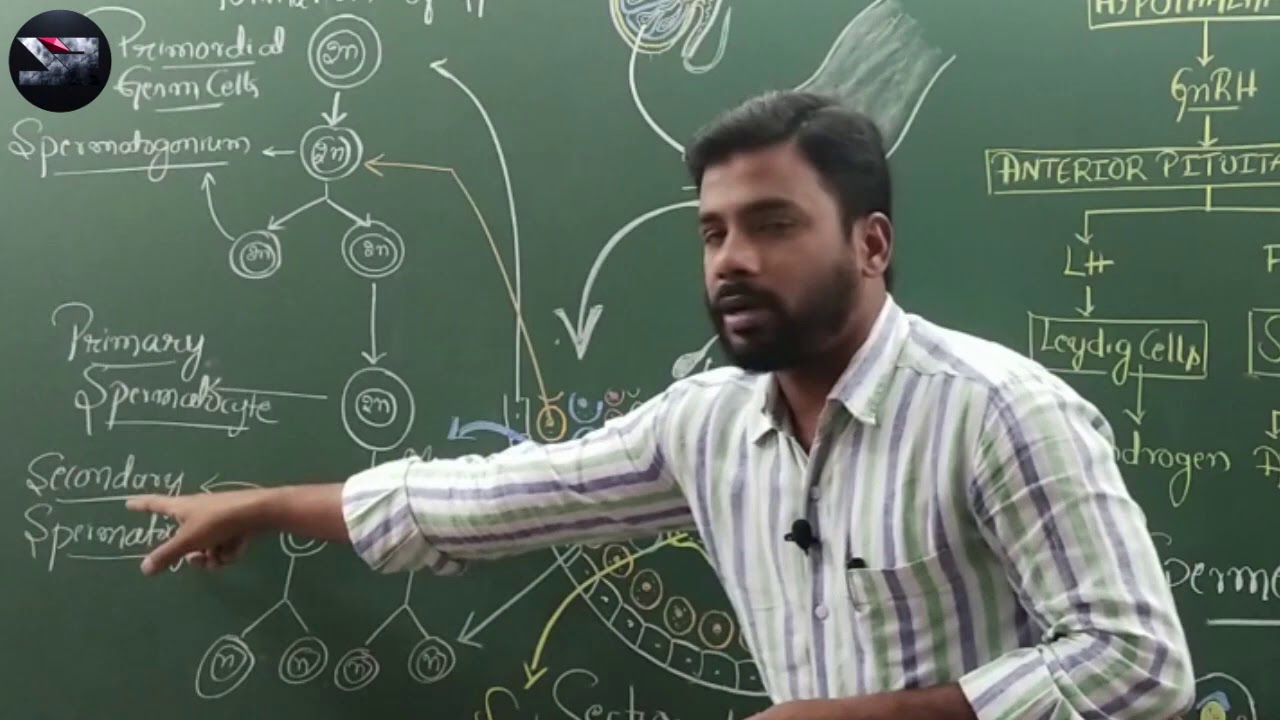 Human reproduction / Spermatogenesis and structure of sperm/ NEET BIOLOGY 2021 synopsis