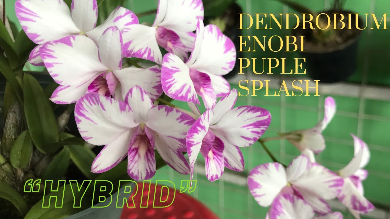 DENDROBIUM ENOBI PURPLE SPLASH || HYBRID @passionat60