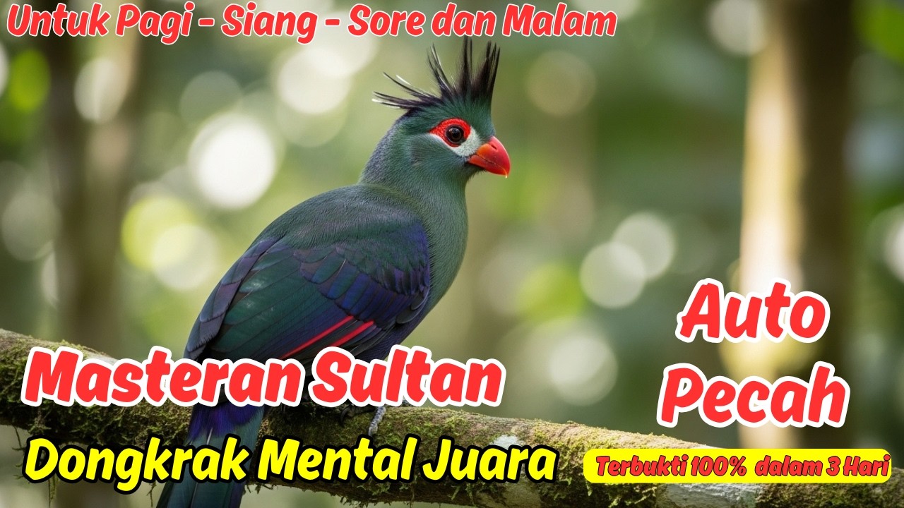 Masteran atau Pancingan Murai Batu Harian Cocok Untuk Harian Dan Lomba