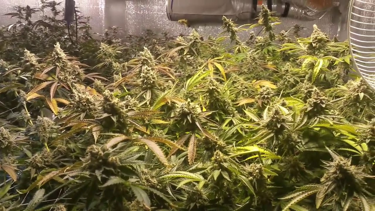 Girl Scout Cookies Indoor Grow Day 63
