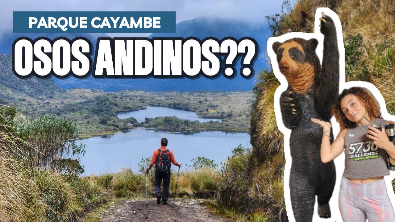 Caminamos 29 kilómetros en el hábitat del único Oso de Sudamerica 🐻🐾 PARQUE NACIONAL CAYAMBE COCA 🏔