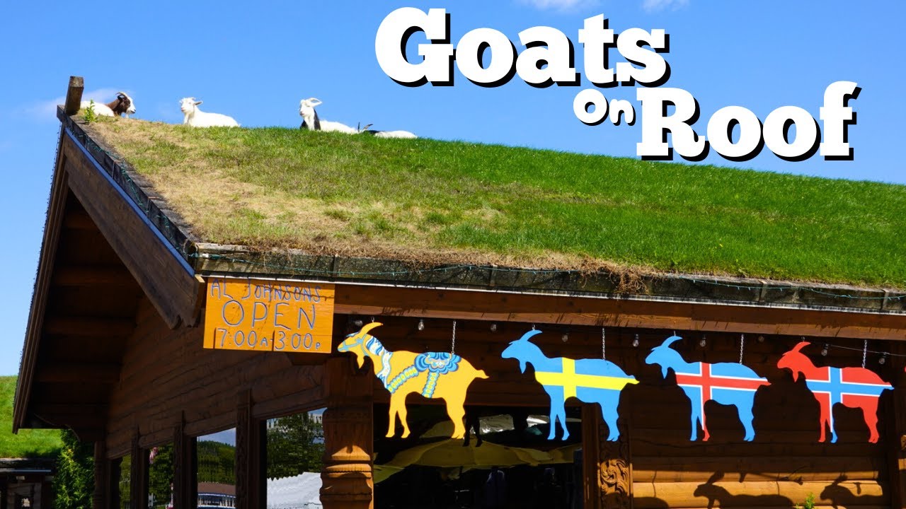 Goats on Roof - Al Johnson's Swedish Restaurant | Door County Wisconsin