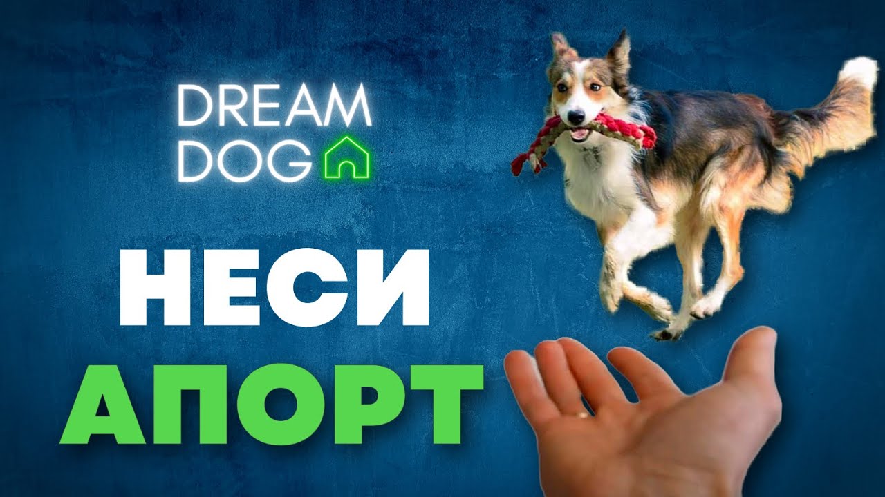 Команда Неси 🐶 Как научить собаку приносить в руку без ошибок