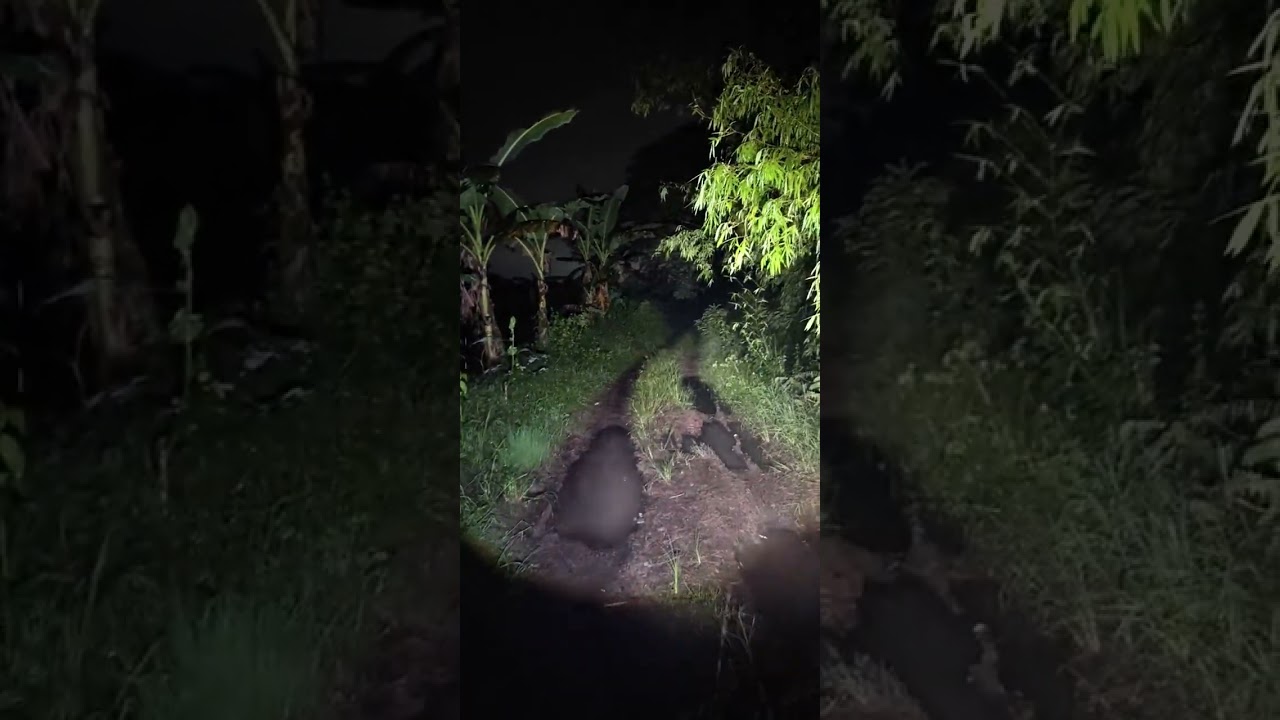 PENAMPAKAN POCONG SAAT HUJAN 