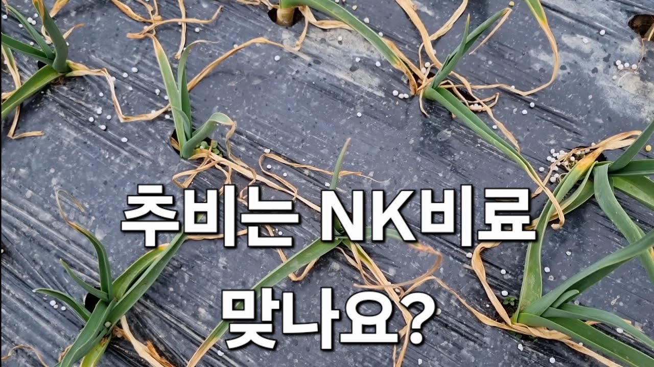 홍산마늘 추비로 폭풍성장시키기
