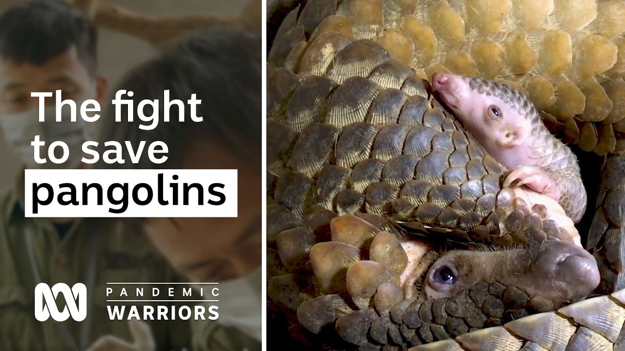 Fighting to save the pangolins of Vietnam from extinction | Pandemic Warriors | ABC Australia