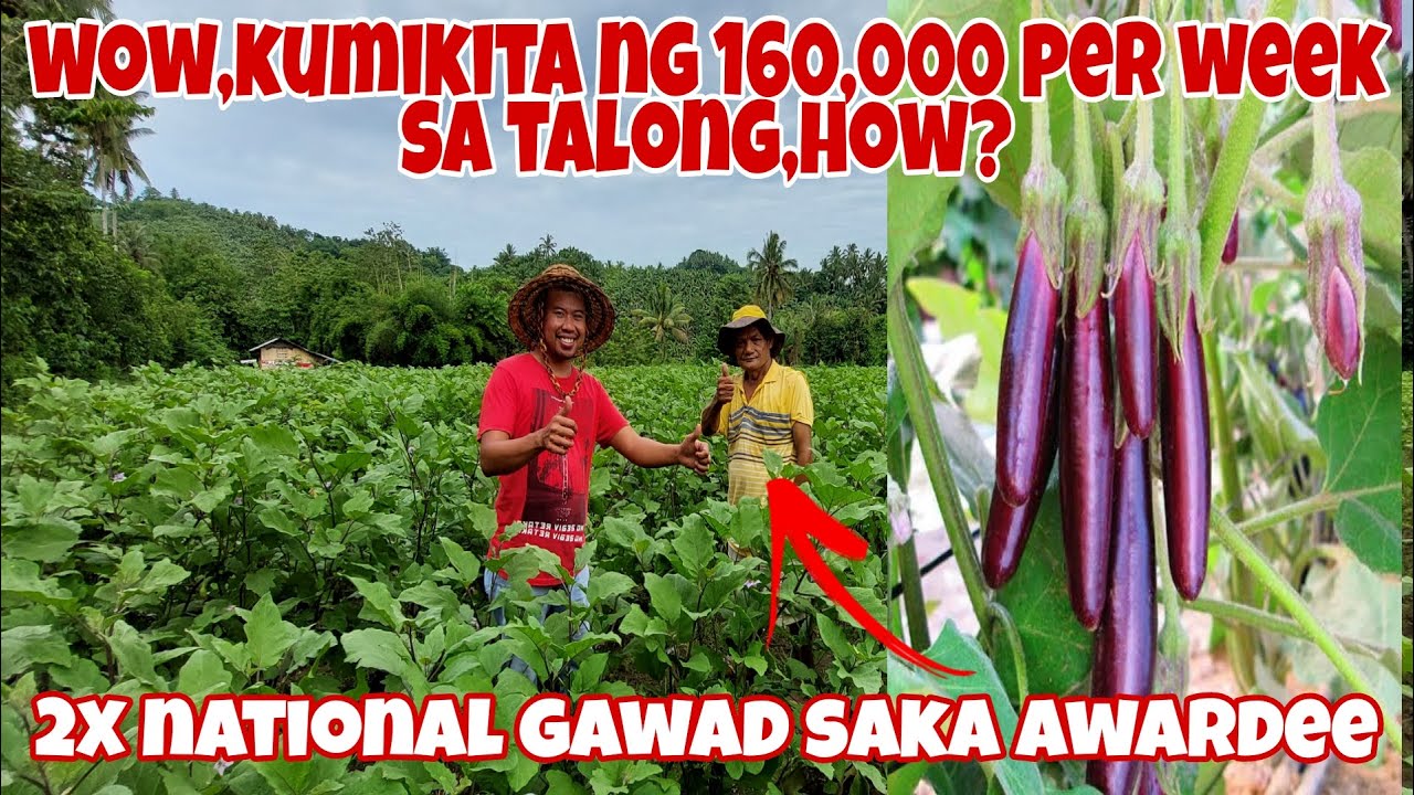 Paano Kumita ng Milyon sa Talong Farming? Secrets Revealed