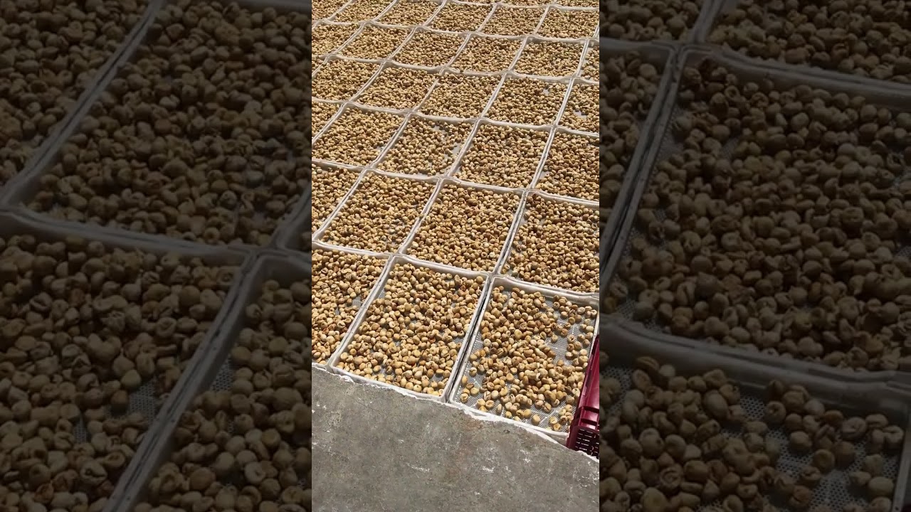 Drying Figs |&nbsp;Dried Fruits Producer | Figs | Apricots | Raisins