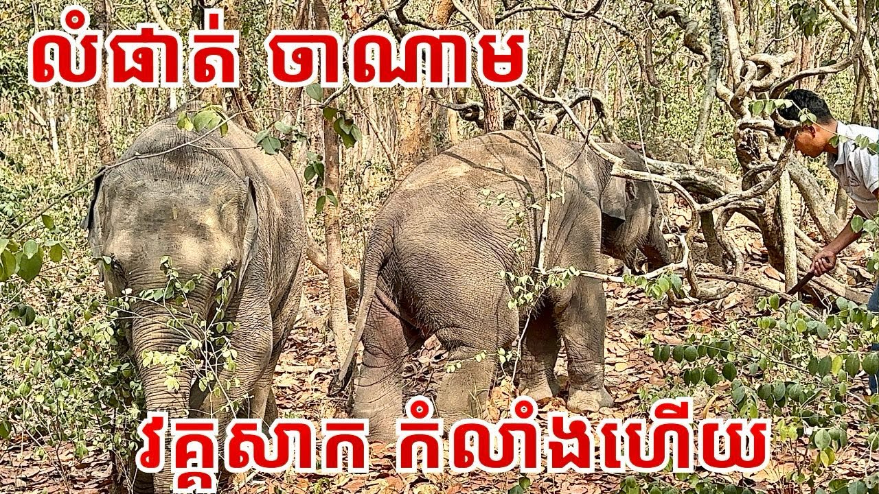 Baby Elephants Lumphat & Chanam Playing Happily at Phnom Tamao Wildlife Rescue Centre 