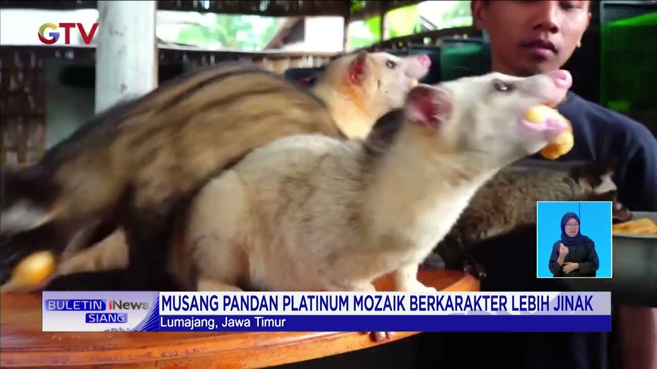Musang Pandam Platinum Mozaik Berharga Puluhan Juta Cocok Jadi Peliharaan 