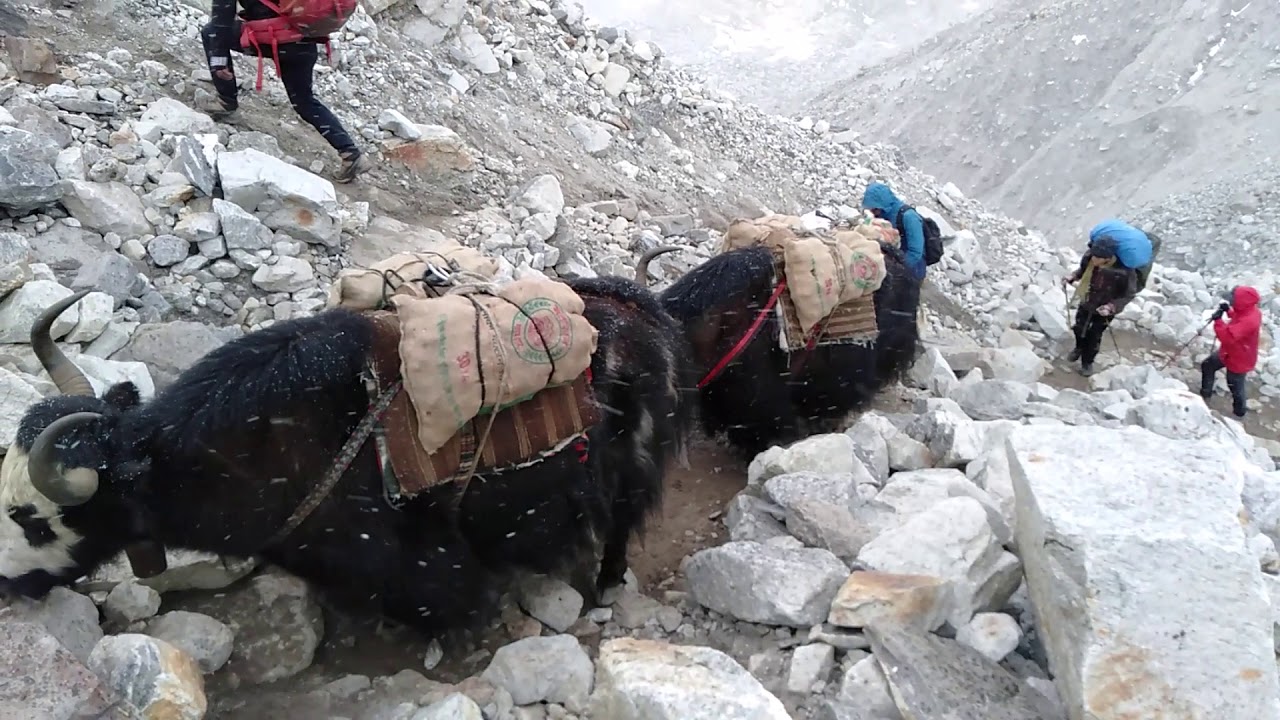 yaks are  on  Khumbu  glacier heading  to  Everest base camp