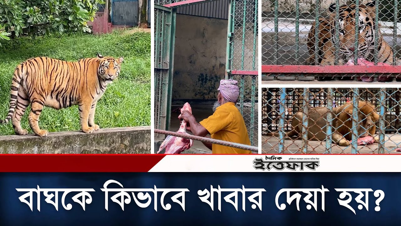 চিড়িয়াখানায় বাঘ-সিংহকে যেভাবে খাবার দেয়া হয় | Feeding Lion & Tiger | Bangladesh National Zoo