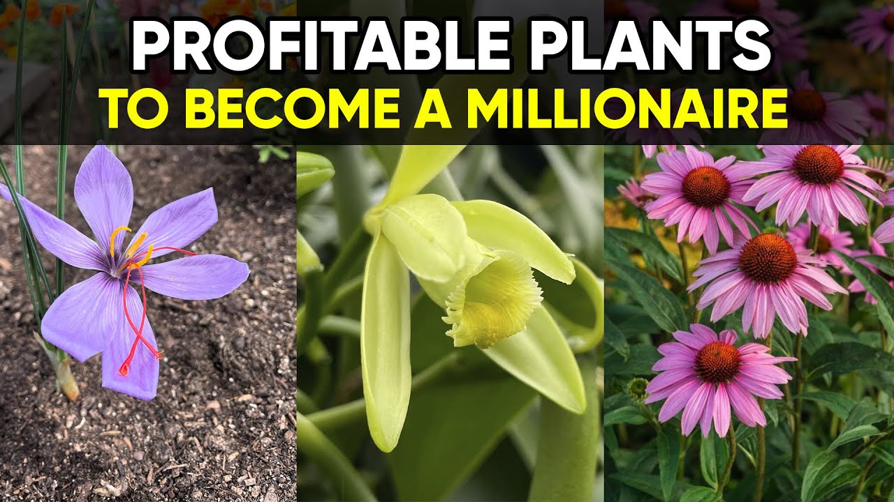 10 High-Value Plants That Can Turn Gardening into Serious Income!