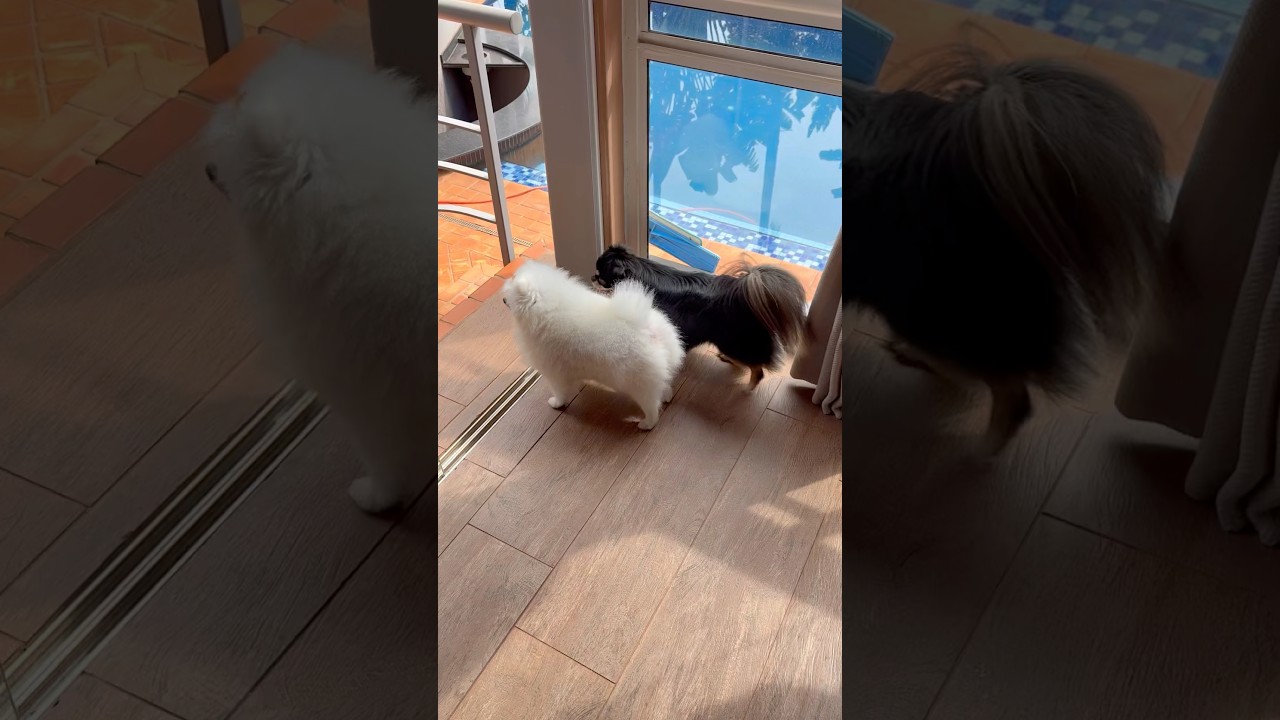 Wait linga guli dog song #puppy #animals #animais #pets #music #shorts #funny #cat #cow #wwe #fyp