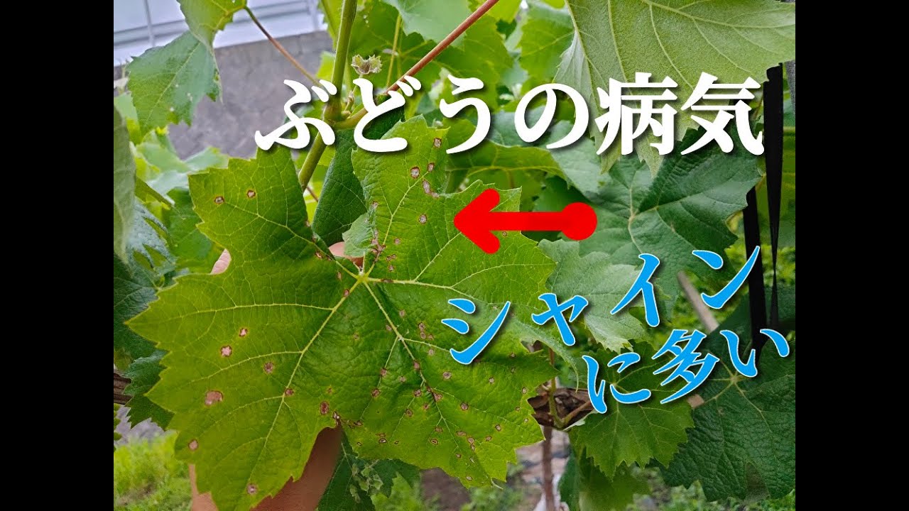 シャインマスカット　黒とう病になるとこうなる (葉)