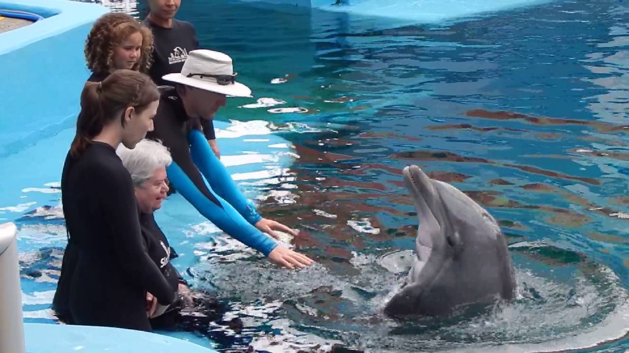 5/8/16 - Dolphin Encounter!