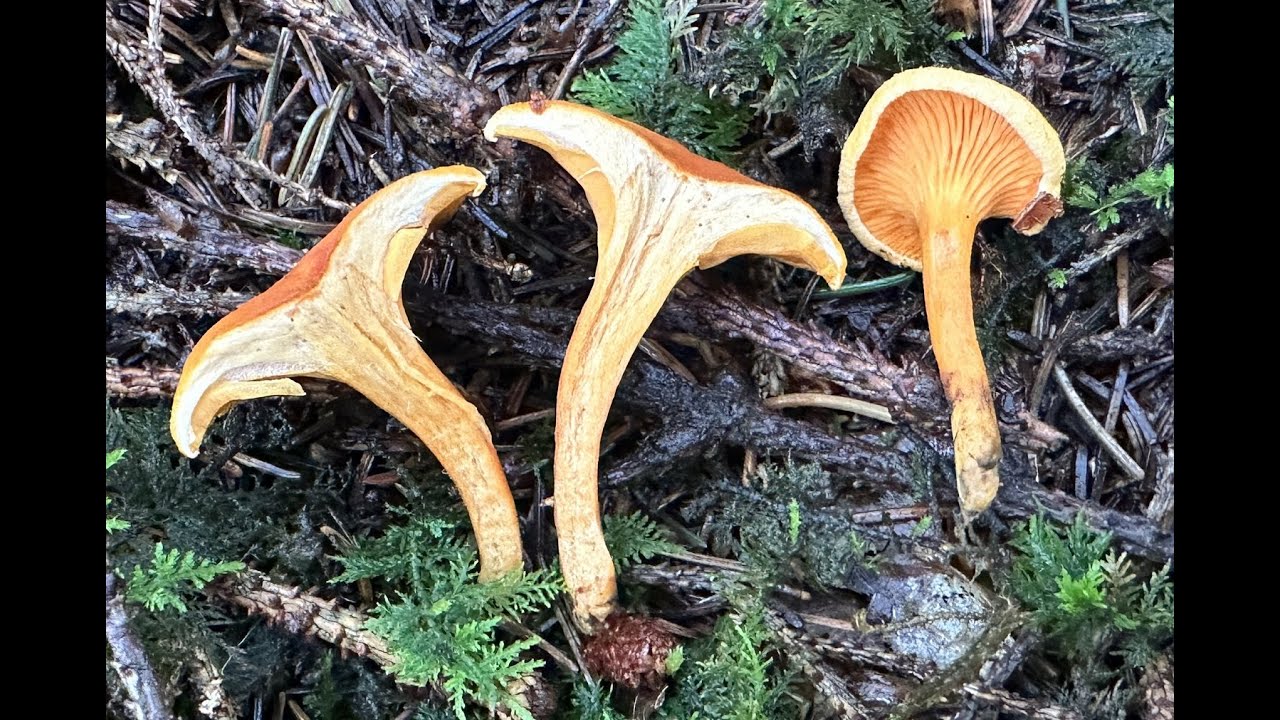 Определение ложной лисички (Hygrophoropsis aurantiaca)