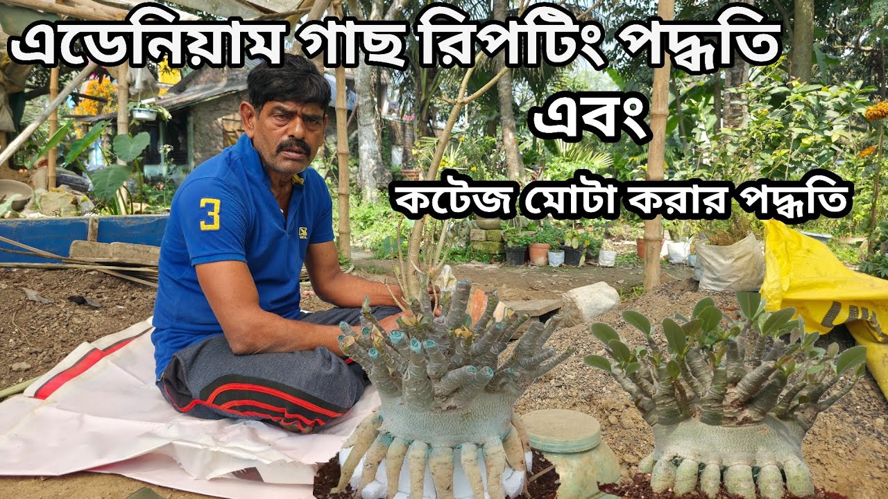 এডেনিয়াম গাছ রিপটিং পদ্ধতি এবং খুঁটিনাটি তথ্য