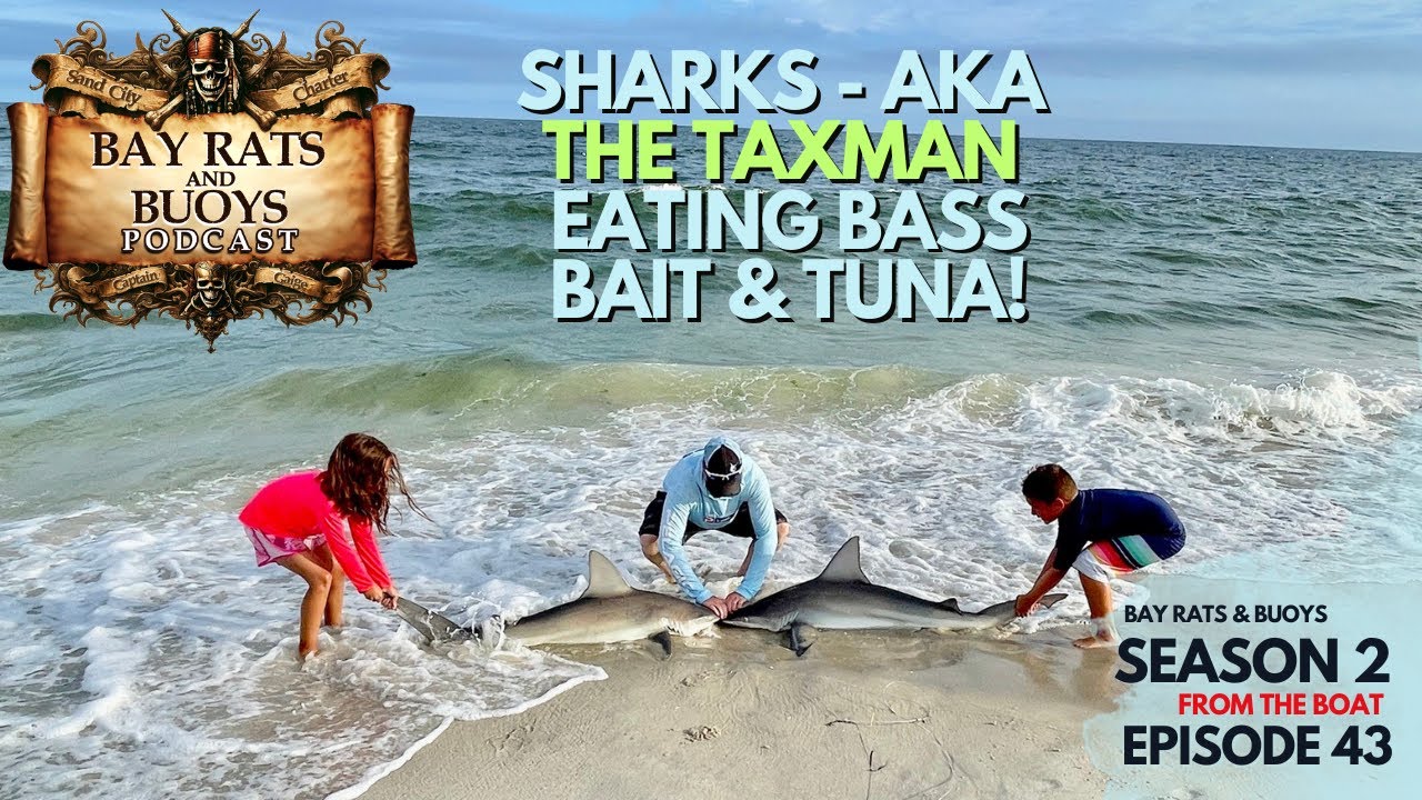 Sharks aka The Taxman Eating Bass, Bait & Tuna