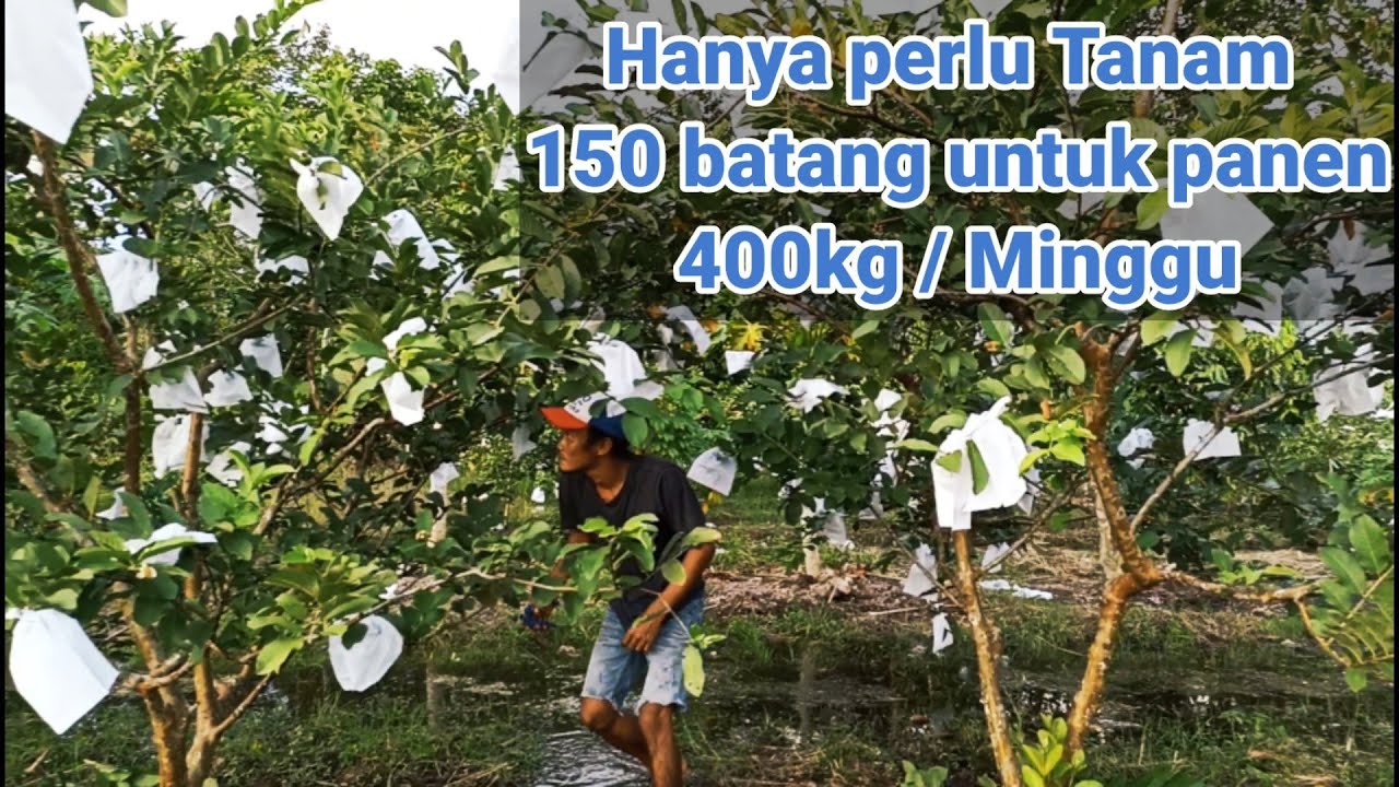 tanam jambu sistem grounding atau sistem tabulampot || jambu siumik pala