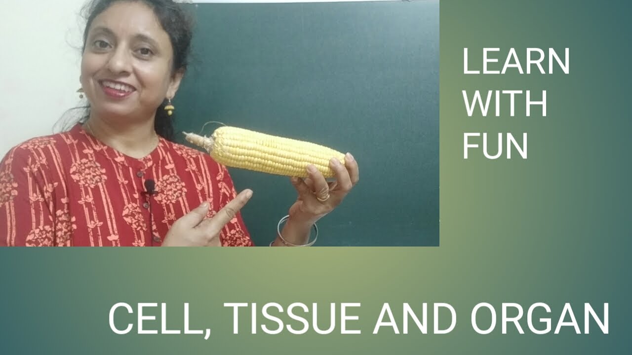 CELLS, TISSUES,ORGANS OF HUMAN BODY| SCIENCE FOR CLASS 3|LEARNING IS FUN WITH BOBBY