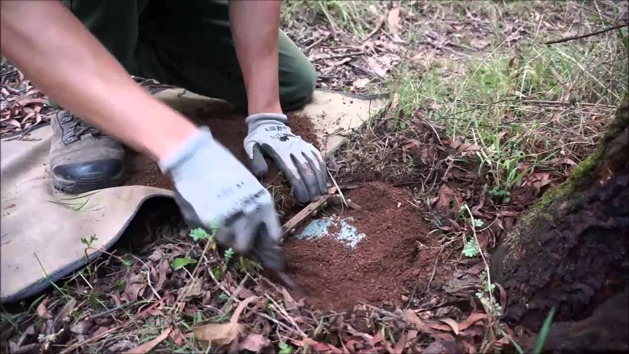 Wild Dog Trapping - bedding a trap