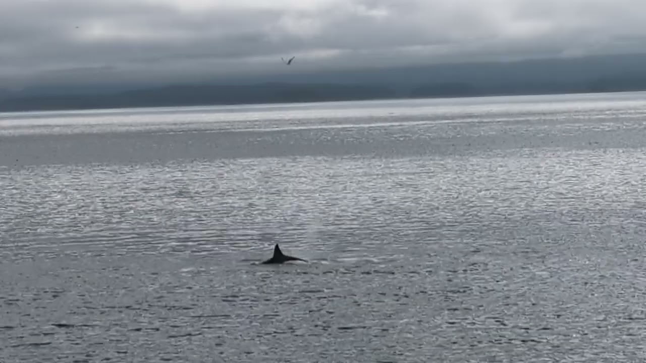 Glacier Bay Orcas 3