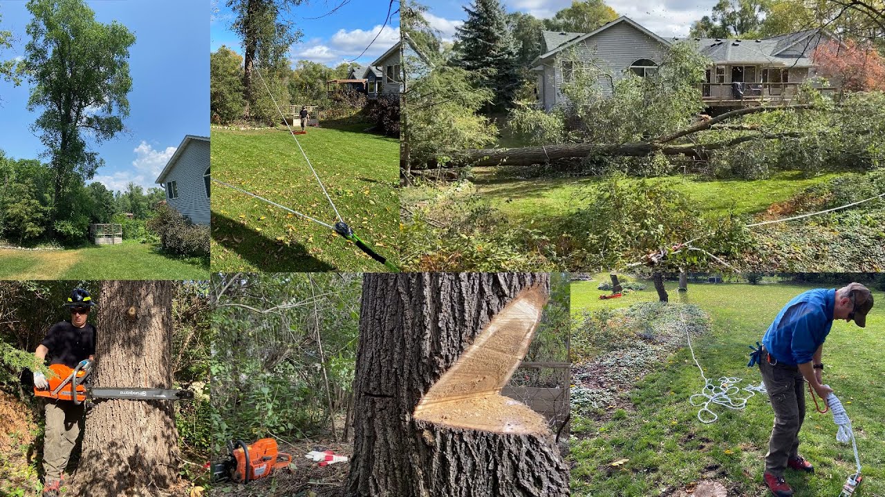 Siberian Elm Hazard Tree Removal