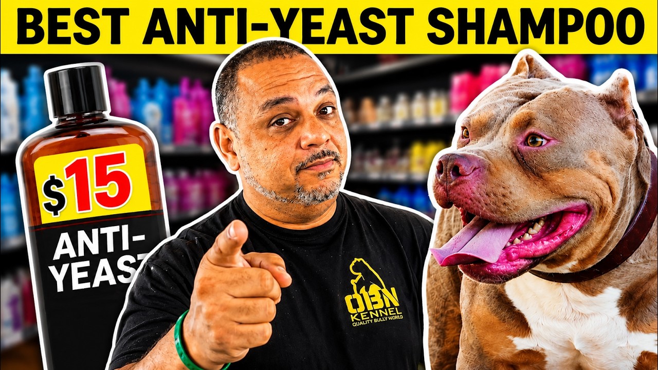 WHY PAY MORE At The Vet For Anti Yeast Shampoo?