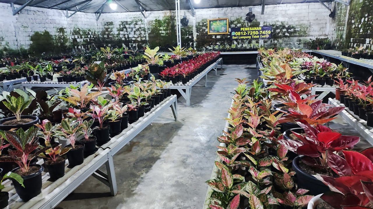 Tanaman Hias aglonema