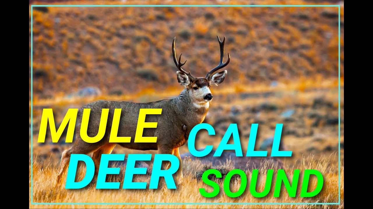 Mule deer | Call Sound | Animals | Wild | Hunt