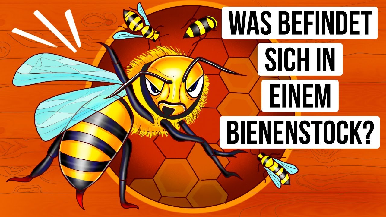 Was du sehen würdest, wenn du einen Bienenstock betreten könntest