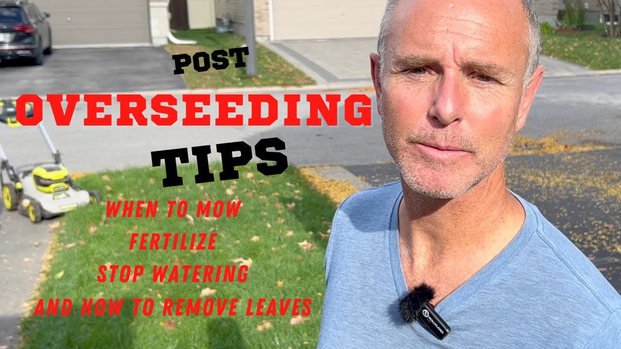 After Overseeding Remove Leaves, First Cut, Apply Fertilizer, Stop Watering, Treat Weeds #overseed