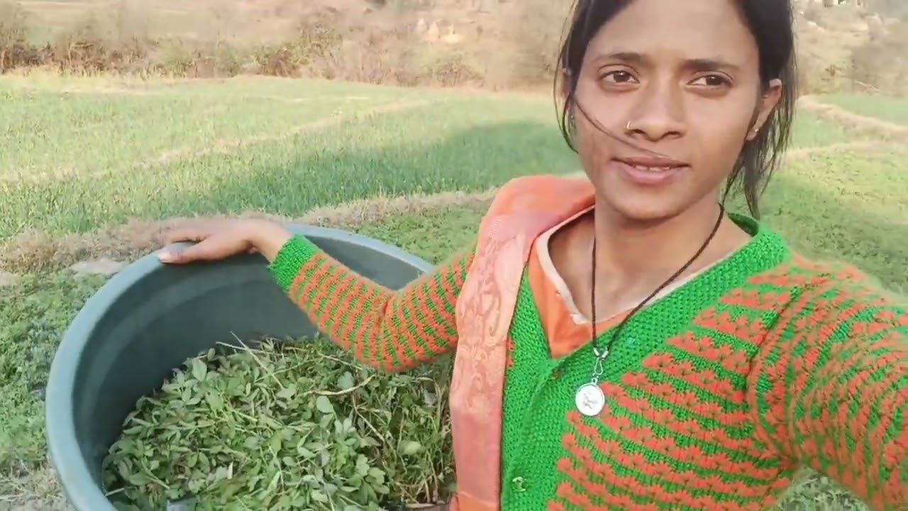 आज हमने अपने खेतों में हल्दी लगाई।